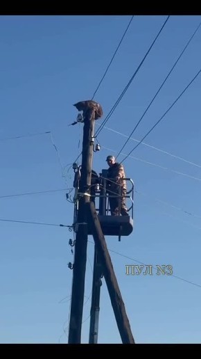 «Оставляем кошку здесь! Все с ней нормально уже!»: