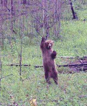 Доброе косолапое. Мишка передает привет забайкальцам, его засняла фотоловушка Минприроды