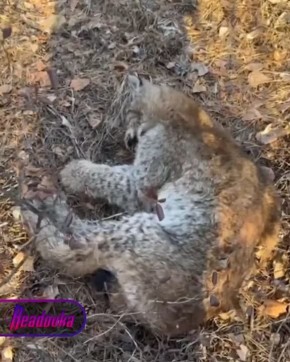 Рысь забралась на ЛЭП в Забайкалье и не смогла оттуда слезть без помощи спасателей