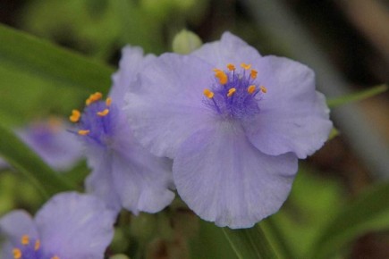  'Little Doll':     