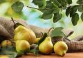 Как выбрать идеальные сорта груш для вашего сада: сладкие и продуктивные решения