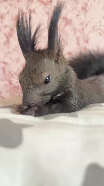  , .    ! @zabrtk |   MAX