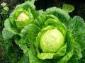 Ранняя капуста: самые вкусные сорта и секреты успешного выращивания