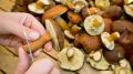 Варите грибы только так: сохраните всю пользу и вкус