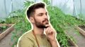 Сгниет все подчистую: никогда не сажайте эти культуры после больных помидоров