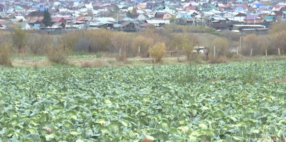 В Забайкалье подведены предварительные итоги уборочной кампании