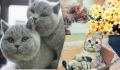 Умные кошки: какие породы могут удивить своим интеллектом
