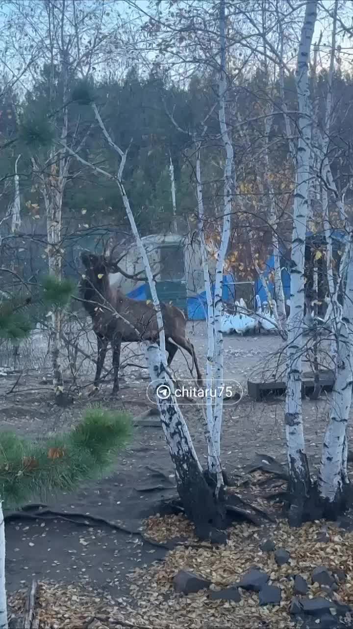 Уголовное дело о халатности возбуждено по факту гибели работника зоопитомника «Амодово»