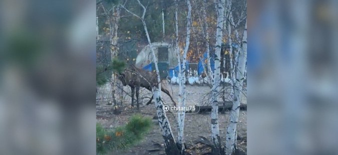 Следователи возбудили уголовное дело по факту гибели работника зоопитомника в Забайкалье