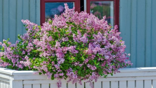 Вот как можно вырастить сирень на балконе: опытный садовод дал четкие указания