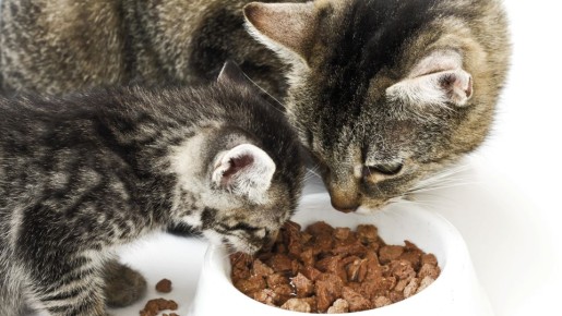 Постепенно: как перевести питомца на натуральный корм