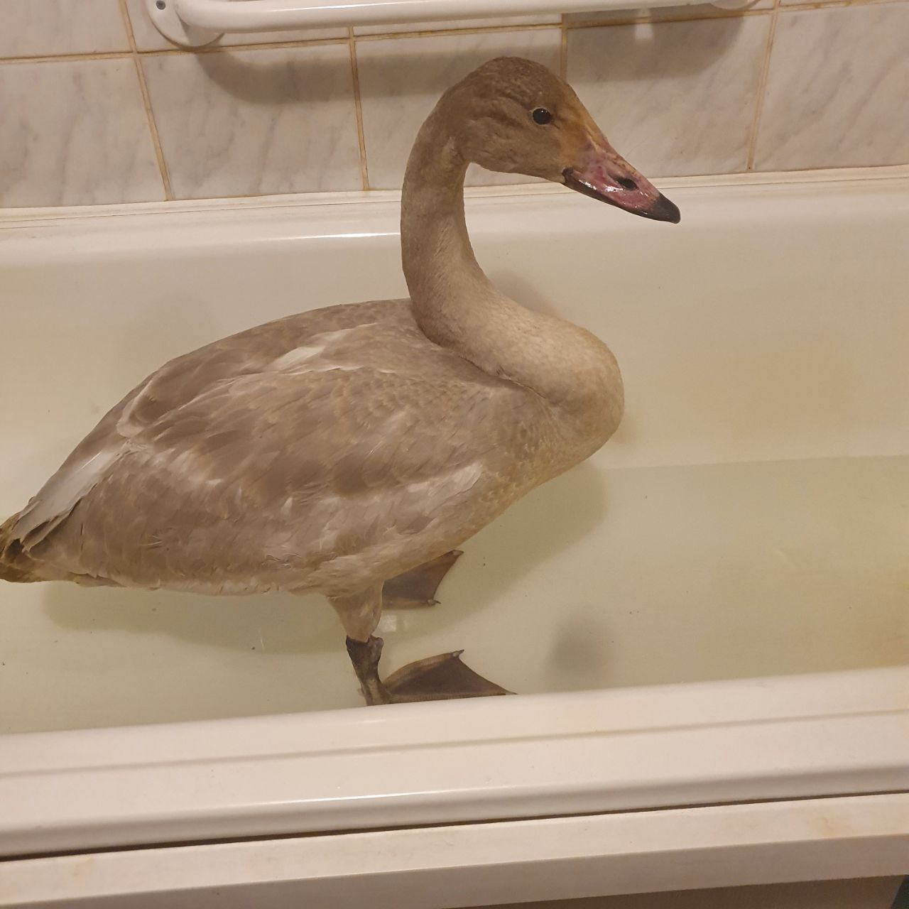 То ли лебедь, то ли гусь. Недавно в волонтерском чате Забайкалья появилась история — у собак отбили крупную птицу