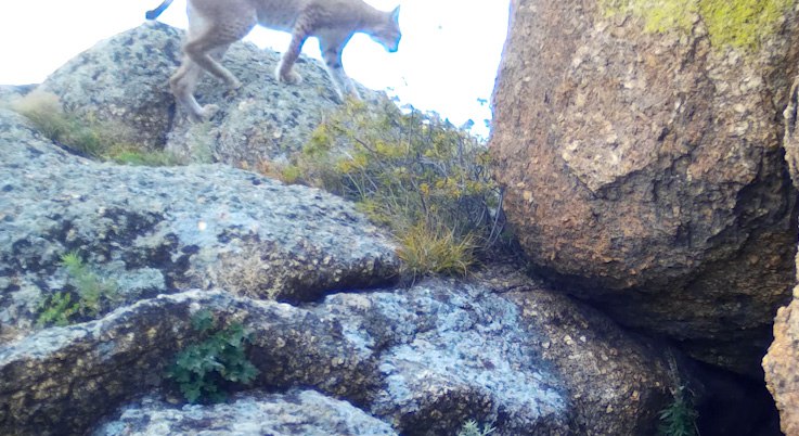 Рысь, лису и колонка запечатлели фотоловушки в Забайкалье