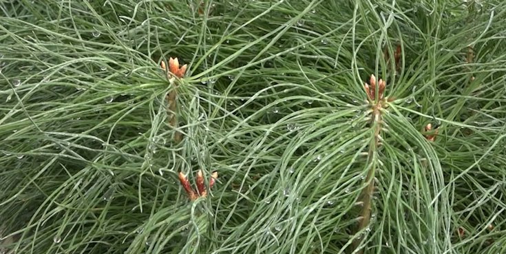 Лесные пожарные Александрово-Заводского «Забайкаллесхоза» превзошли показатели нацпроекта по сбору семян