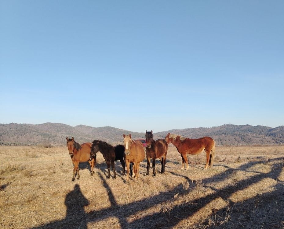 Фермер Алексей Крылов из Петровск-Забайкальского округа развивает семейное дело благодаря господдержке Фермер Алексей Крылов из Петровск-Забайкальского округа развивает семейное дело благодаря господдержке