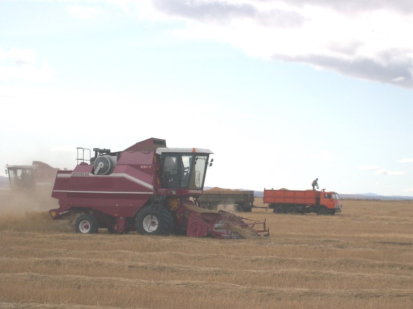 Валовой сбор зерновых культур в Забайкалье превысил уровень прошлого года