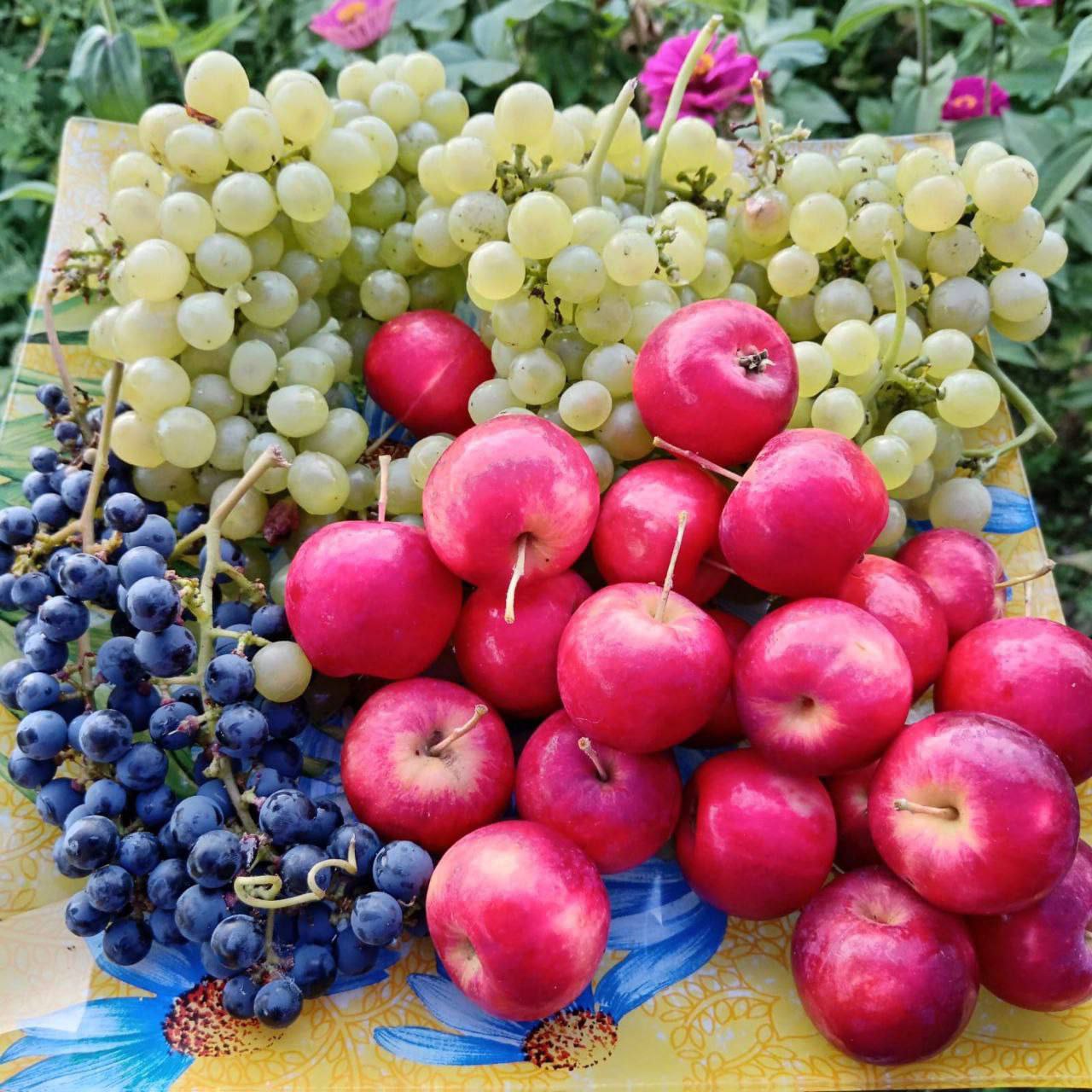 Победитель конкурса фотографий урожая забрал свой приз Победитель конкурса фотографий урожая забрал свой приз