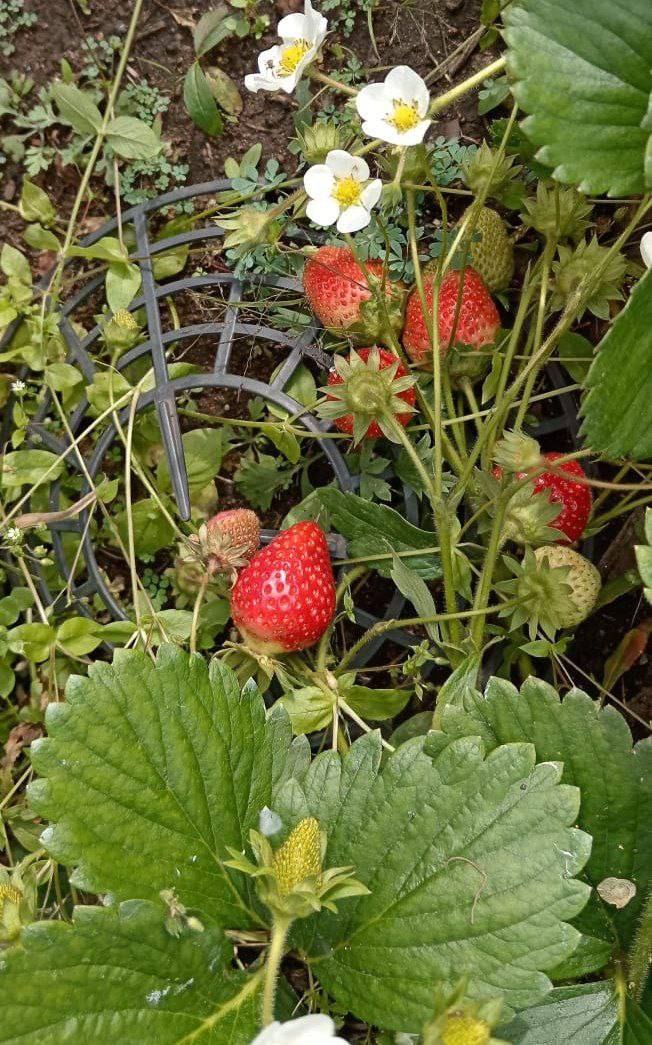 Победитель конкурса фотографий урожая забрал свой приз Победитель конкурса фотографий урожая забрал свой приз