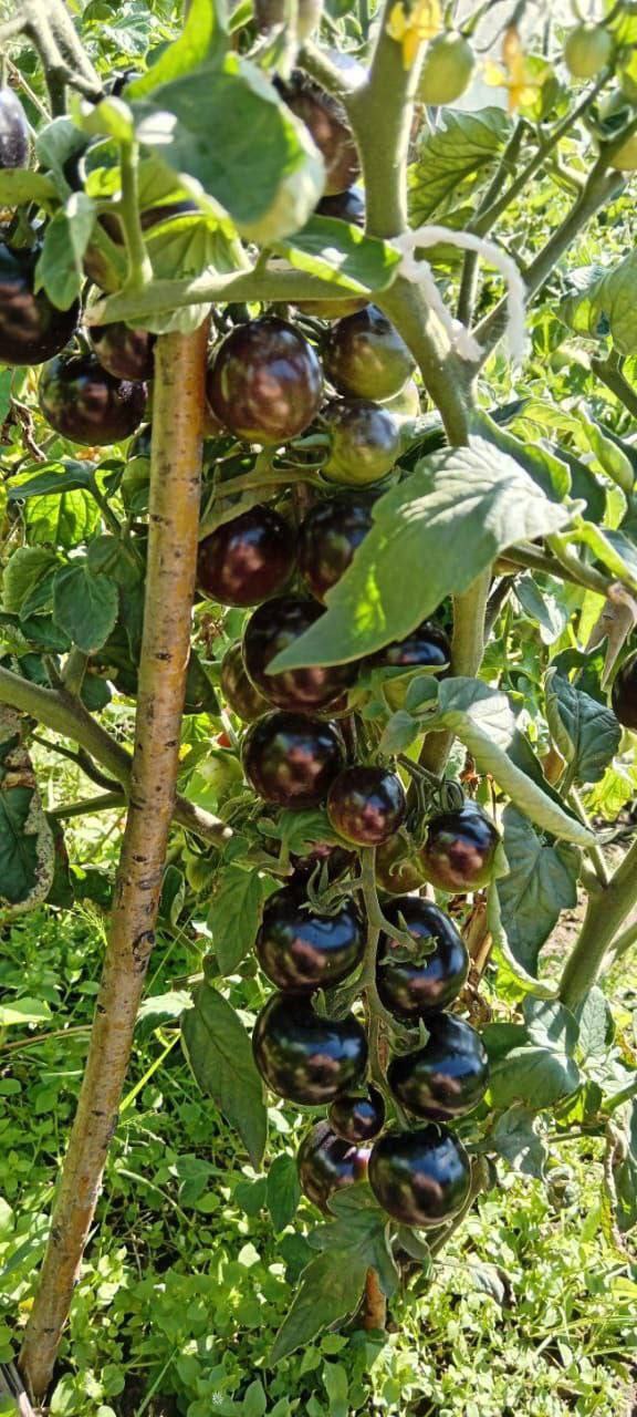 Победитель конкурса фотографий урожая забрал свой приз Победитель конкурса фотографий урожая забрал свой приз