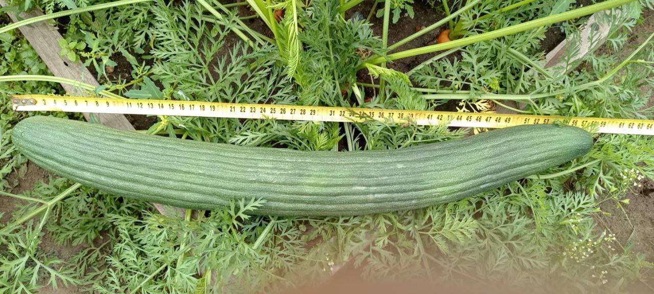 Победитель конкурса фотографий урожая забрал свой приз Победитель конкурса фотографий урожая забрал свой приз