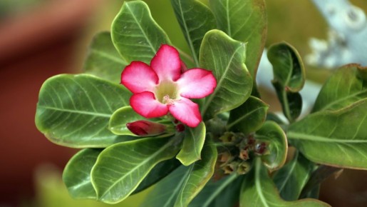 Мошки в цветах больше не заведутся: их отпугнет не мыло и не сера, а вот что