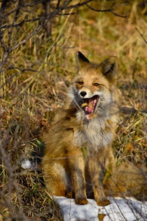 Доброе утро, Забайкалье! Встречаем 2 ноября, воскресенье