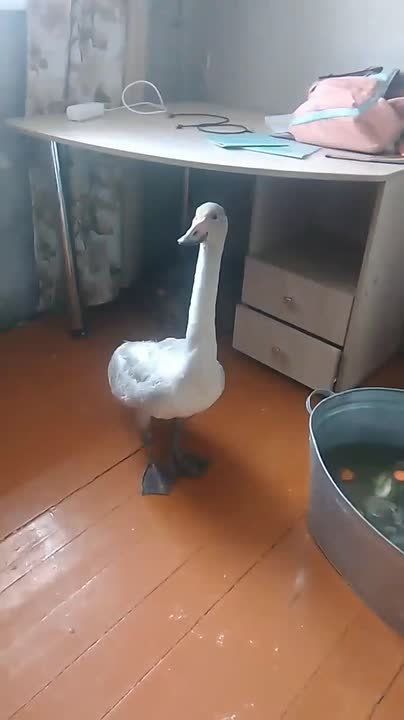 Забайкальская семья приютила лебедя, который не смог улететь на зимовку