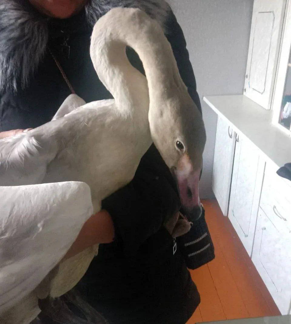 Забайкальская семья приютила лебедя, который не смог улететь на зимовку Забайкальская семья приютила лебедя, который не смог улететь на зимовку