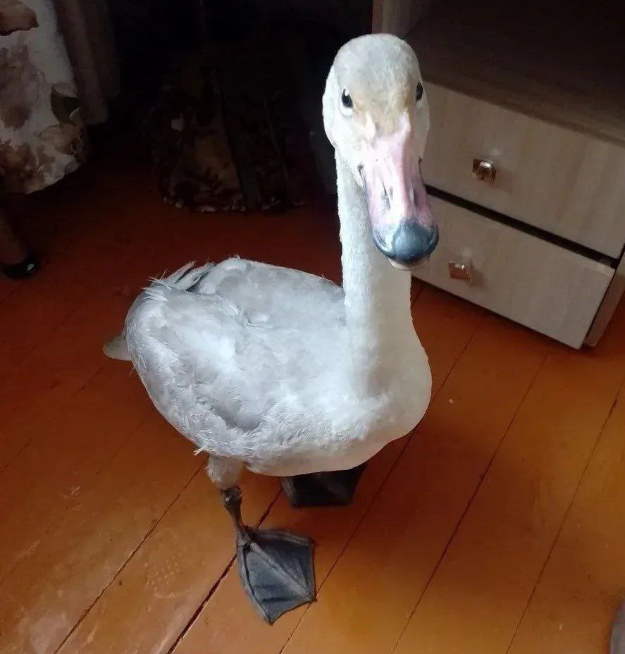 Забайкальская семья приютила лебедя, который не смог улететь на зимовку Забайкальская семья приютила лебедя, который не смог улететь на зимовку