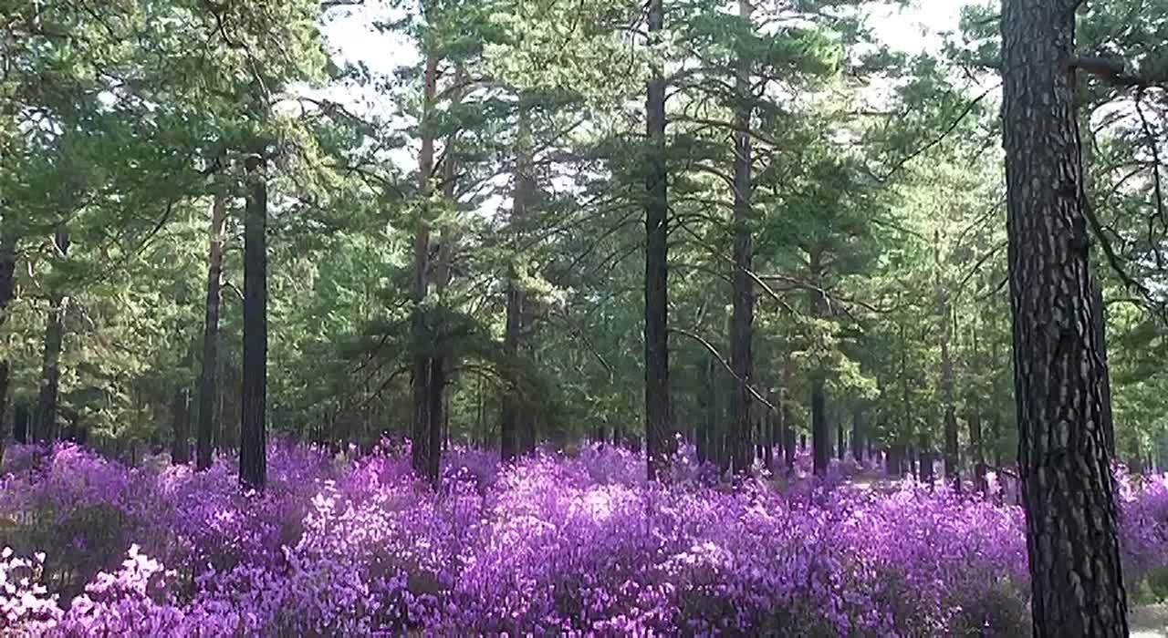 Помимо Дня народного единства, сегодня отмечают день Казанской иконы Божией Матери
