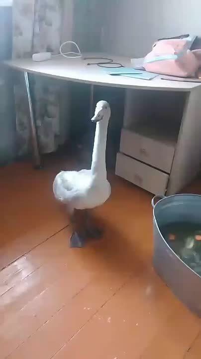 Забайкальская семья приютила одинокого лебедя