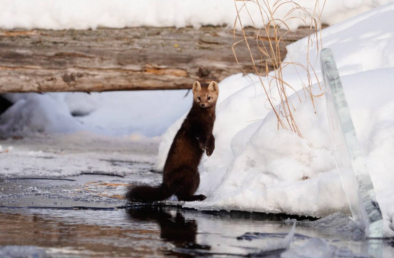 Доброе пушистое утро!. Трёхдневная рабочая неделя началась, желаем, чтобы она прошла спокойно и легко Интересный факт: тело соболя достигает длины 35 – 50 сантиметров, а длина хвоста – около 20 сантиметров Доброе пушистое утро!. Трёхдневная рабочая неделя началась, желаем, чтобы она прошла спокойно и легко Интересный факт: тело соболя достигает длины 35 – 50 сантиметров, а длина хвоста – около 20 сантиметров