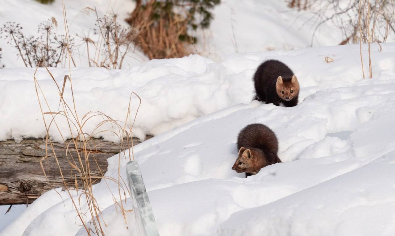 Доброе пушистое утро!. Трёхдневная рабочая неделя началась, желаем, чтобы она прошла спокойно и легко Интересный факт: тело соболя достигает длины 35 – 50 сантиметров, а длина хвоста – около 20 сантиметров Доброе пушистое утро!. Трёхдневная рабочая неделя началась, желаем, чтобы она прошла спокойно и легко Интересный факт: тело соболя достигает длины 35 – 50 сантиметров, а длина хвоста – около 20 сантиметров