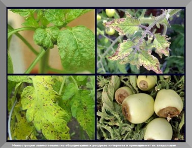 Секреты укрепления томатов: как избежать вершинной гнили и получить богатый урожай