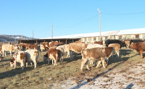 Пять сельскохозяйственных кооперативов Забайкалья получили 2,5 млн