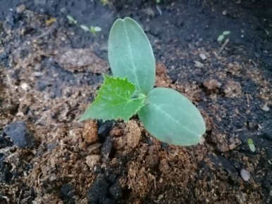 Секреты успешной подкормки огурцов: что нужно знать садоводам