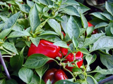 Опасность вертициллезного увядания перца: признаки и меры борьбы