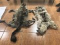 В Минприроды Забайкальского края продолжается приём шкур волков