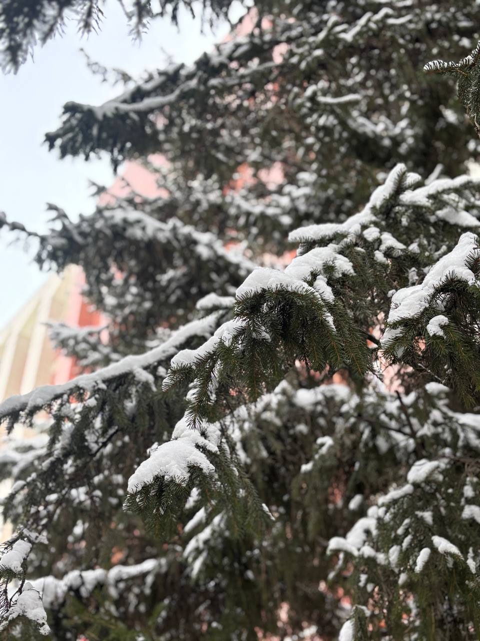 Чита преобразилась в зимнюю сказку Чита преобразилась в зимнюю сказку