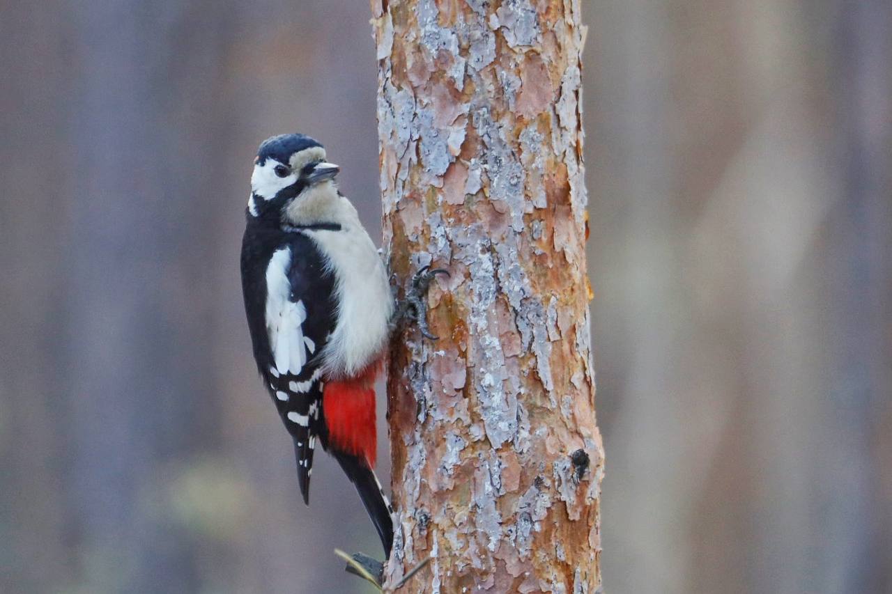 Доброе утро, Забайкалье! На календаре 9 ноября, воскресенье Доброе утро, Забайкалье! На календаре 9 ноября, воскресенье