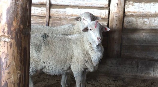 Работа по улучшению поголовья забайкальской тонкорунной породы овец началась в Агинском округе