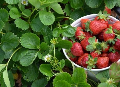 Как правильно сажать клубнику: секреты успешного урожая