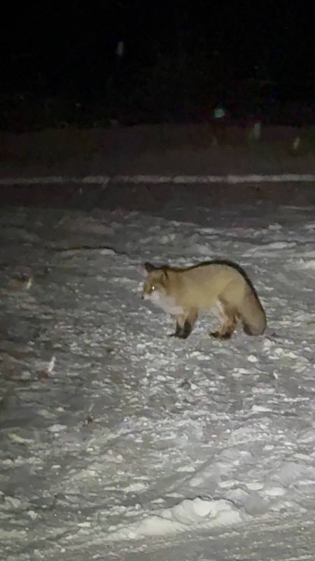 Лису заметили в микрорайоне Северный