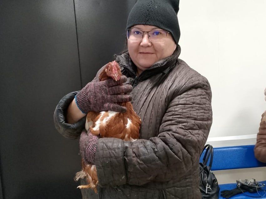 В Забайкалье провели уникальную операцию курице