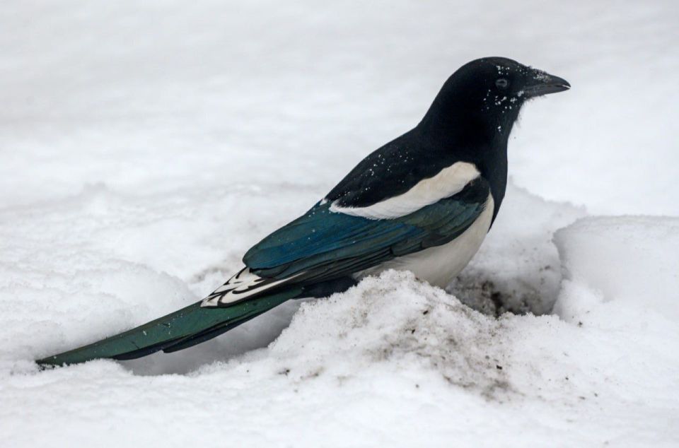Доброе утро, Забайкалье! Сегодня 12 ноября, среда