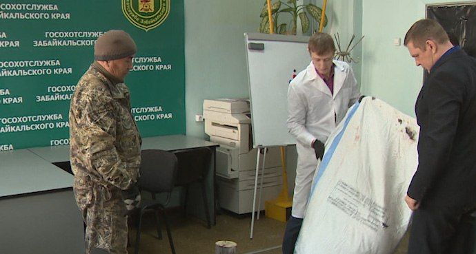 Охотники Читинского округа сдали в региональное Минприроды десять шкур волков