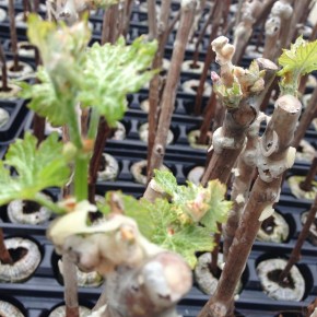 Зимние угрозы для саженцев