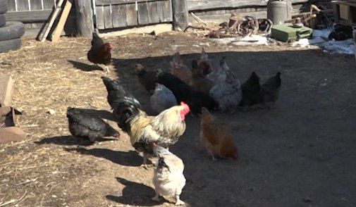 В Чернышевске ветеринар провела уникальную пластическую операцию курице