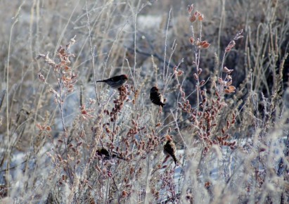 Доброе утро, забайкальцы и гости региона! Сегодня 13 ноября – четверг