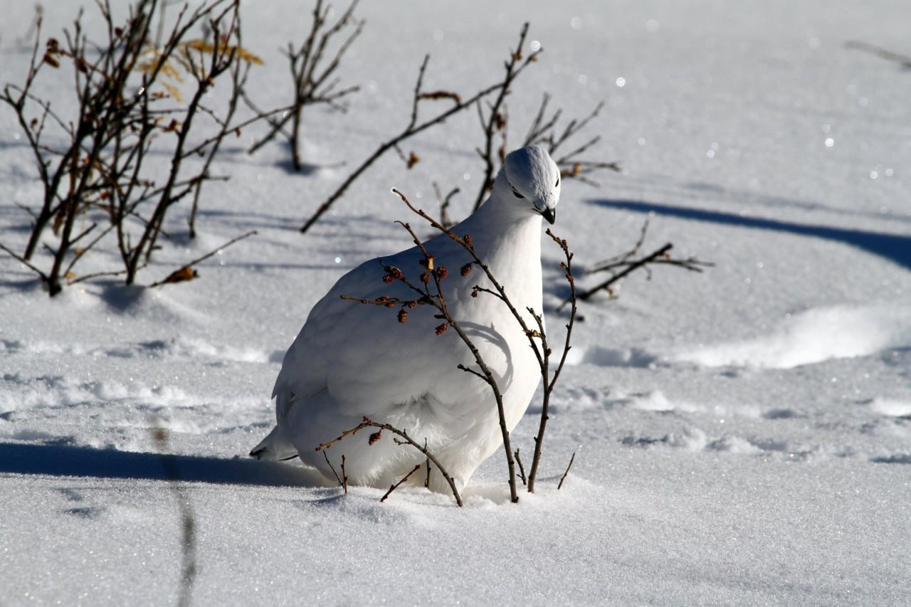 Доброе утро забайкальцы и гости региона! Сегодня пятница – 14 ноября
